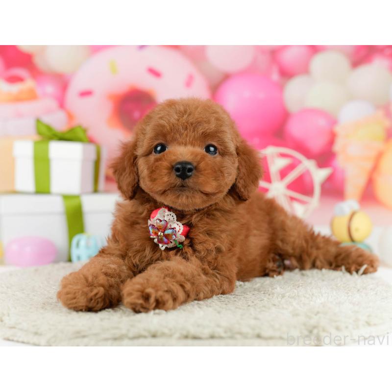 販売中の東京都のトイプードル-450632