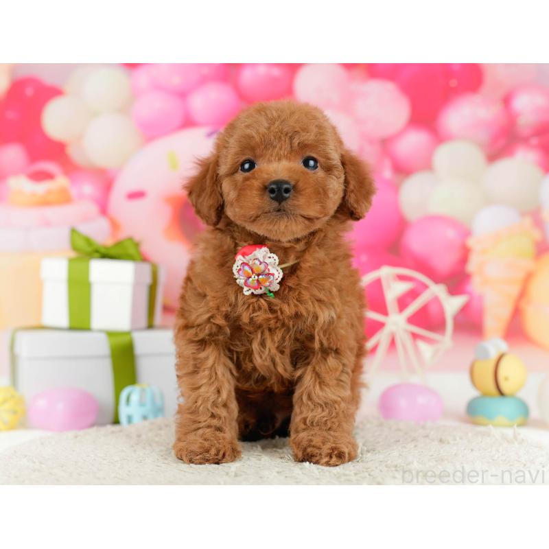 販売中の東京都のトイプードル-450632の7枚目