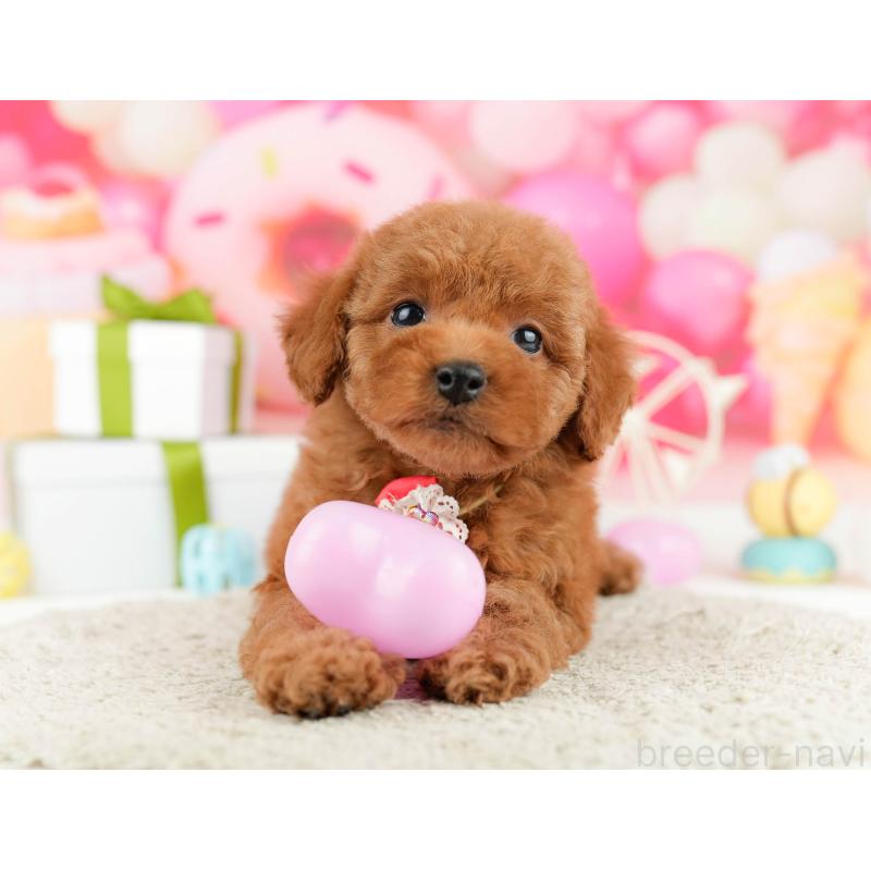 販売中の東京都のトイプードル-450632の6枚目