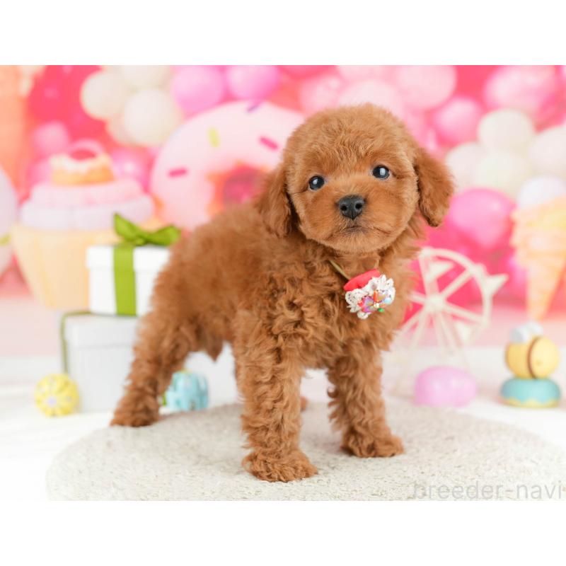 販売中の東京都のトイプードル-450632の5枚目