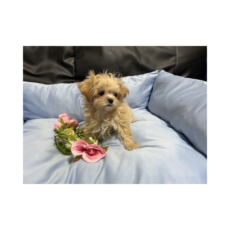 販売中の栃木県のマルプー:マルチーズ×トイプードル-450589の1枚目