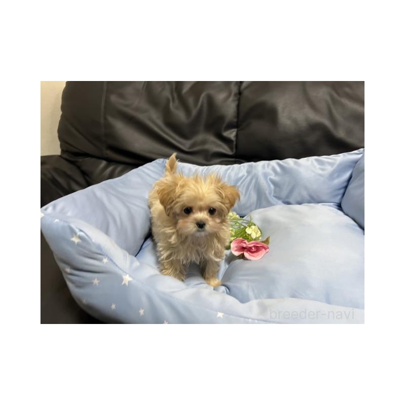 販売中の栃木県のマルプー:マルチーズ×トイプードル-450589の3枚目