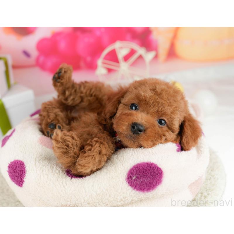 販売中の東京都のトイプードル-450632の3枚目