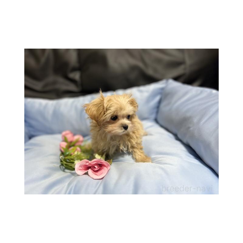 販売中の栃木県のマルプー:マルチーズ×トイプードル-450589の2枚目