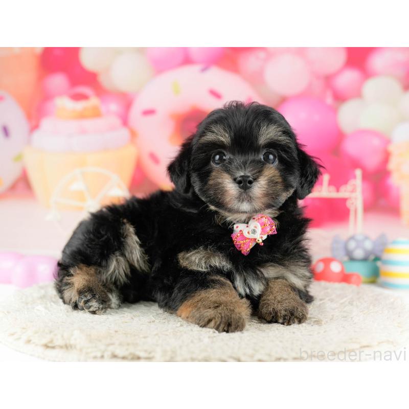 販売中ののミックス犬-450624