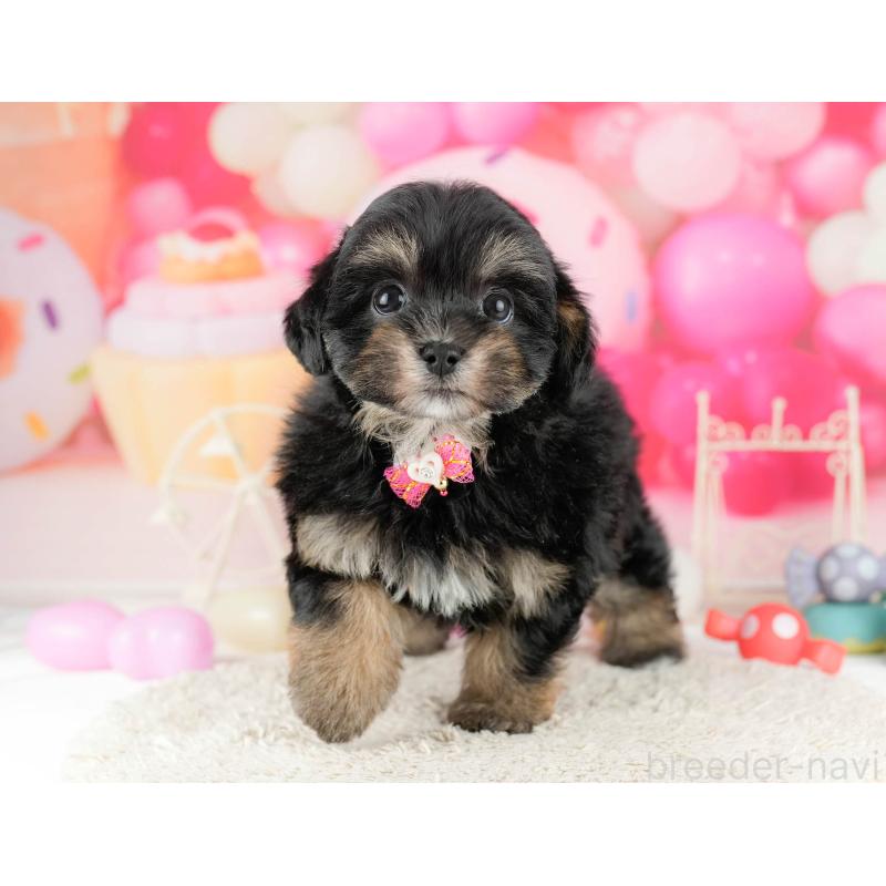 販売中の東京都のミックス犬-450624の7枚目