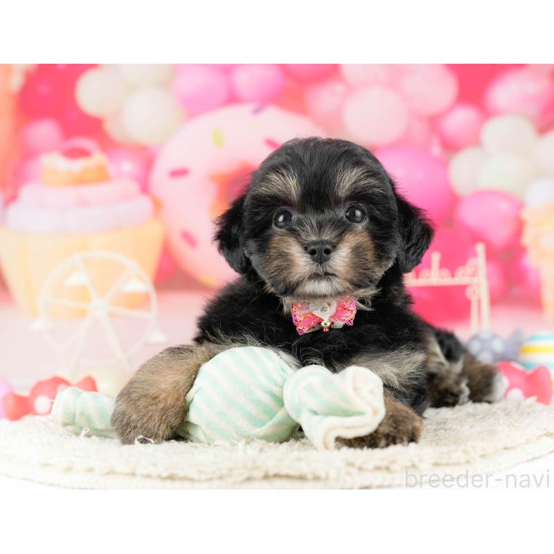 販売中の東京都のミックス犬-450624の5枚目