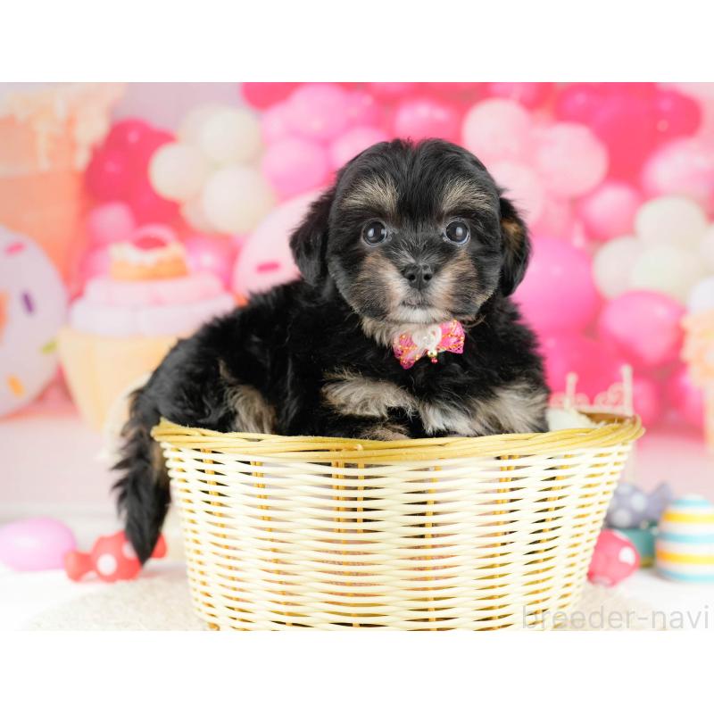 販売中の東京都のミックス犬-450624の4枚目