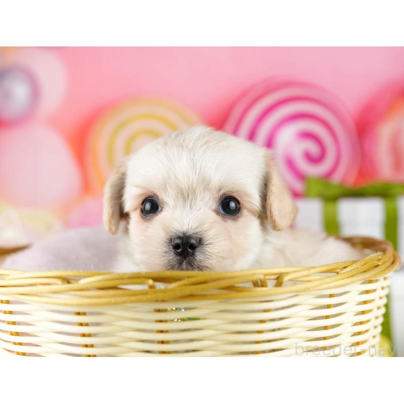 販売中の東京都のミックス犬-450617の6枚目