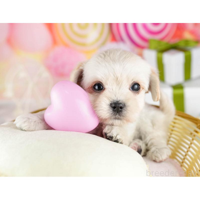 販売中の東京都のミックス犬-450617の4枚目