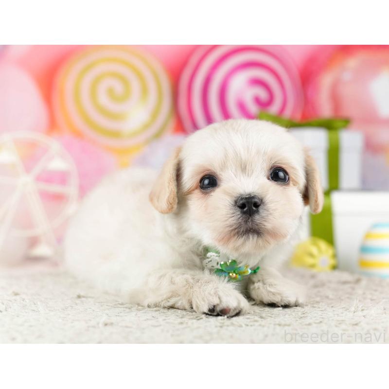 販売中の東京都のミックス犬-450617の3枚目