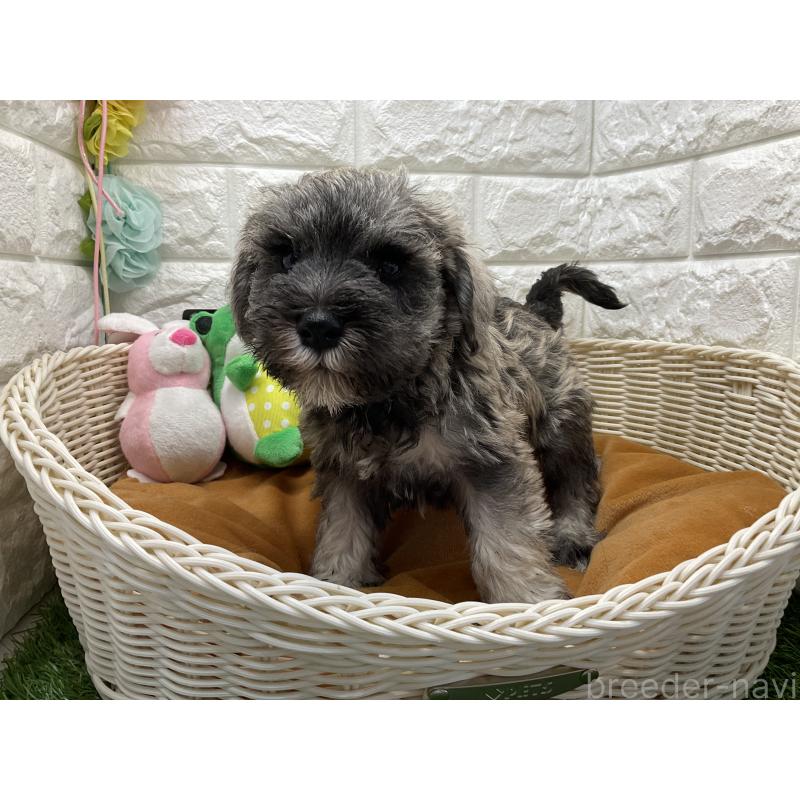 販売中の北海道のミニチュアシュナウザー-450593の3枚目