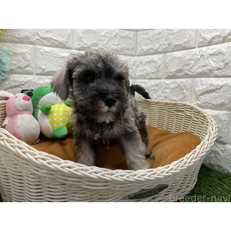 販売中の北海道のミニチュアシュナウザー-450593の2枚目