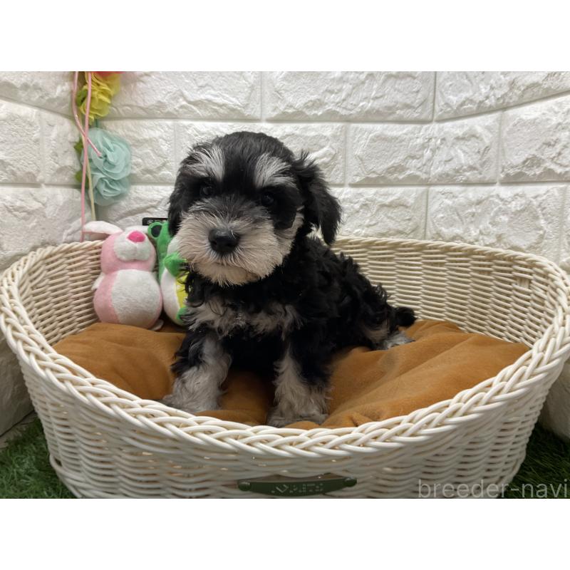 販売中の北海道のミニチュアシュナウザー-450594の3枚目