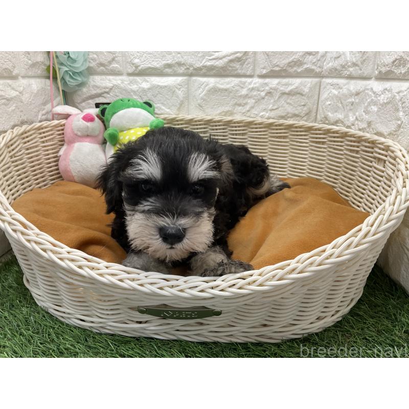 販売中の北海道のミニチュアシュナウザー-450594の2枚目