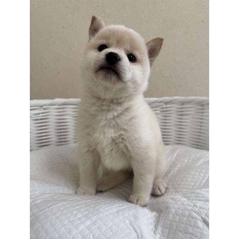 販売中の兵庫県の豆柴-440718の2枚目