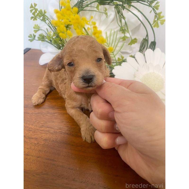 販売中の兵庫県のタイニープードル-450596の5枚目