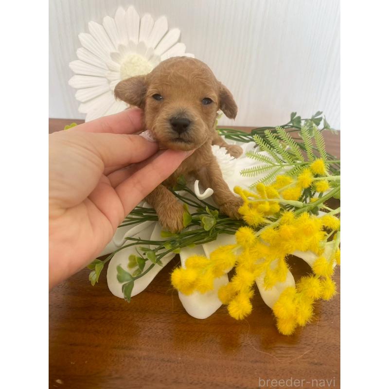 販売中の兵庫県のタイニープードル-450596の4枚目