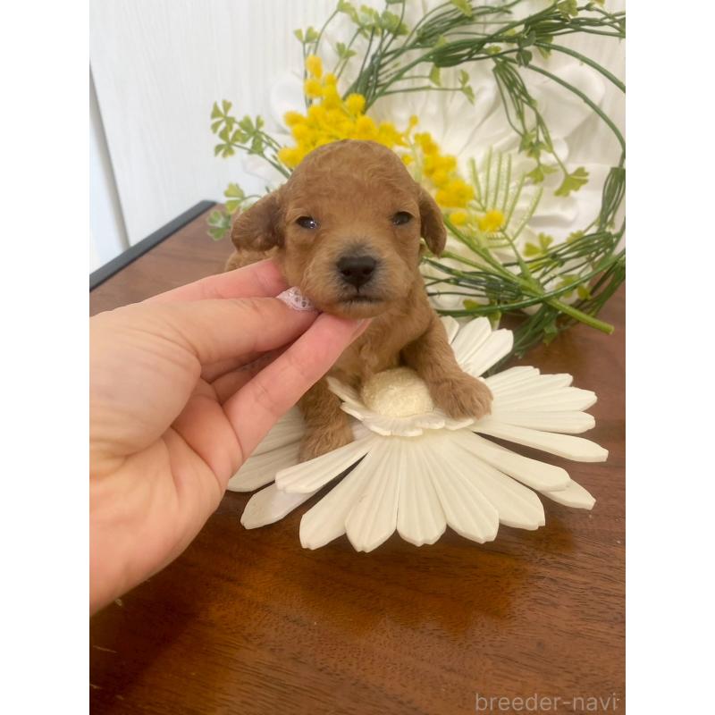販売中の兵庫県のタイニープードル-450596の3枚目