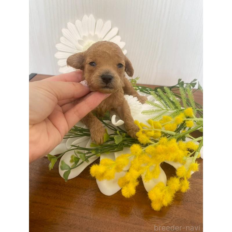 販売中の兵庫県のタイニープードル-450596の2枚目