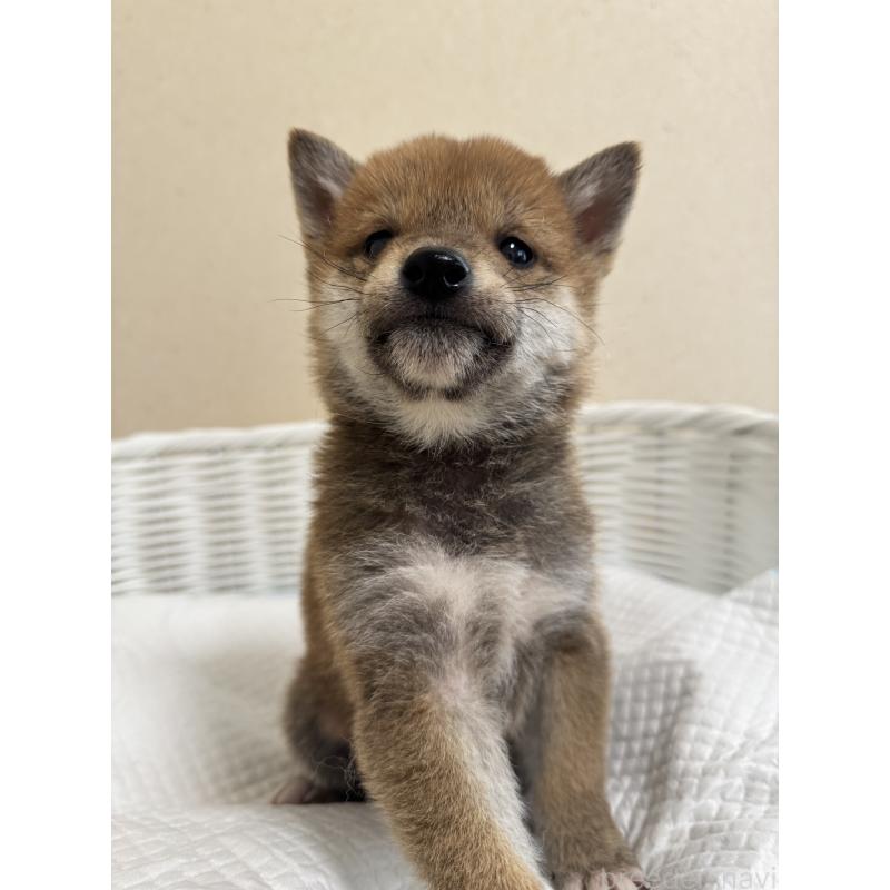 販売中の兵庫県の豆柴-442006