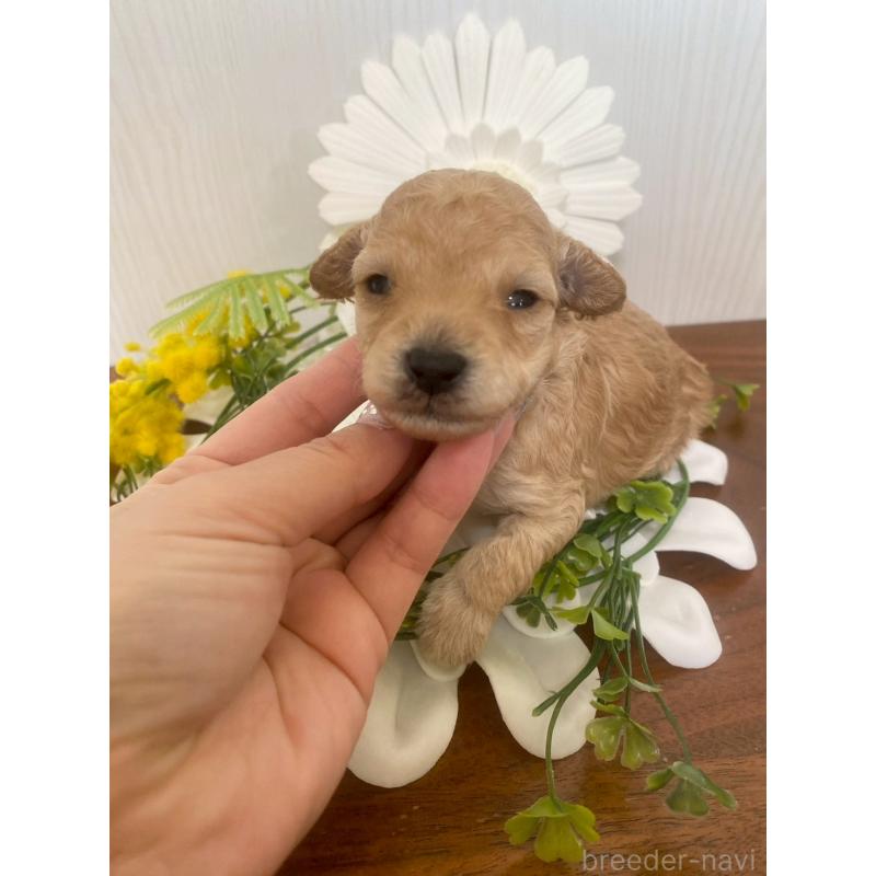 販売中の兵庫県のタイニープードル-450598