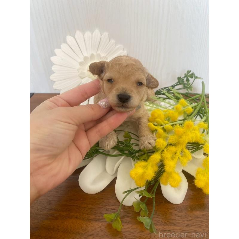 販売中の兵庫県のタイニープードル-450598の5枚目