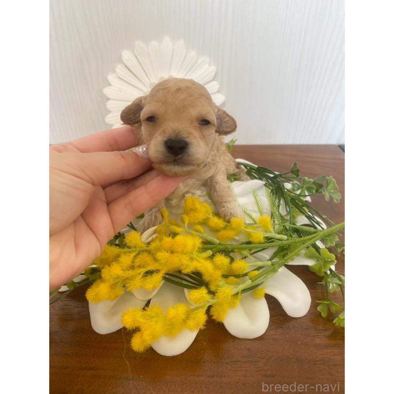 販売中の兵庫県のタイニープードル-450598の3枚目