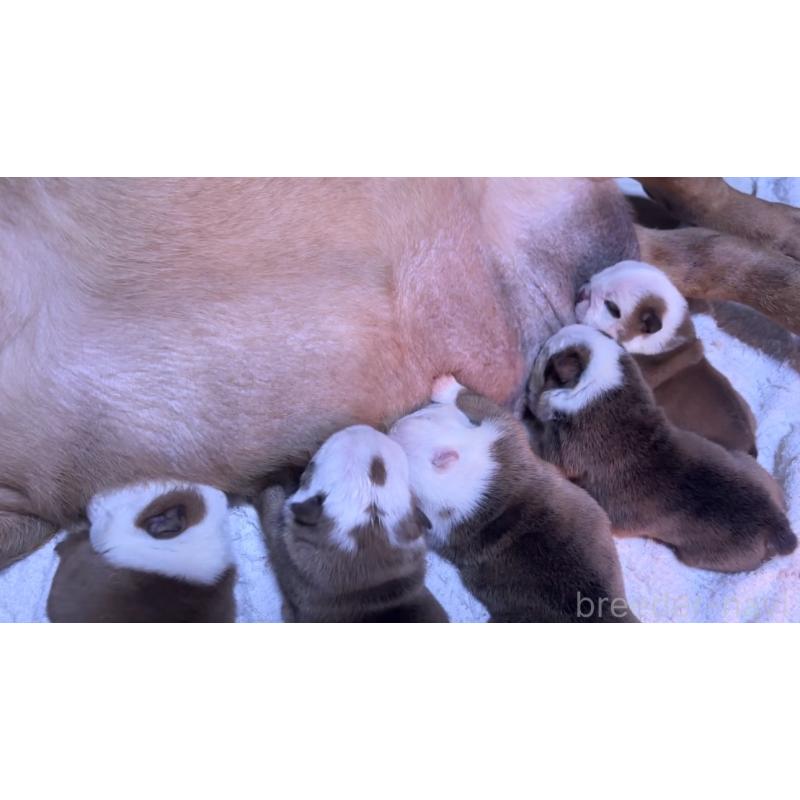 販売中の埼玉県のブルドッグ-450597の2枚目