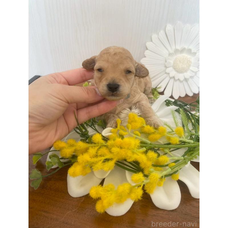 販売中の兵庫県のタイニープードル-450598の2枚目