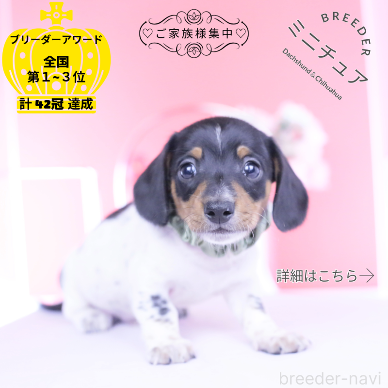 販売中の愛知県のミニチュアダックスフンド(スムースヘアード)-448001