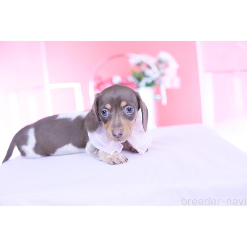 販売中の愛知県のミニチュアダックスフンド(スムースヘアード)-450602の12枚目