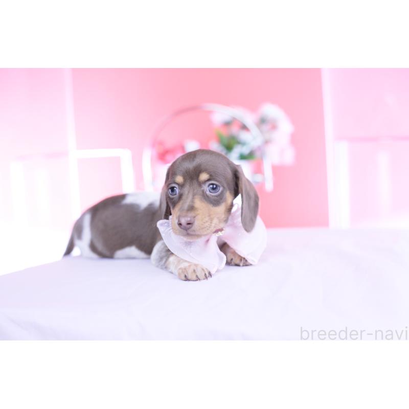 販売中の愛知県のミニチュアダックスフンド(スムースヘアード)-450602の10枚目