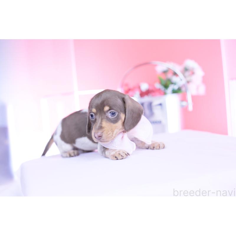 販売中の愛知県のミニチュアダックスフンド(スムースヘアード)-450602の6枚目