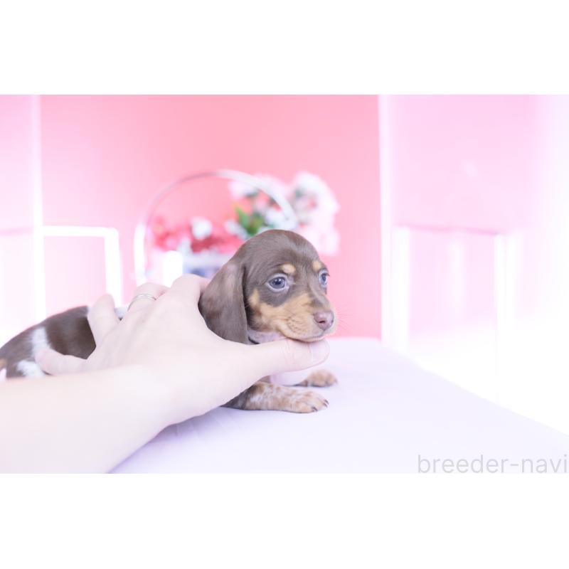 販売中の愛知県のミニチュアダックスフンド(スムースヘアード)-450602の4枚目