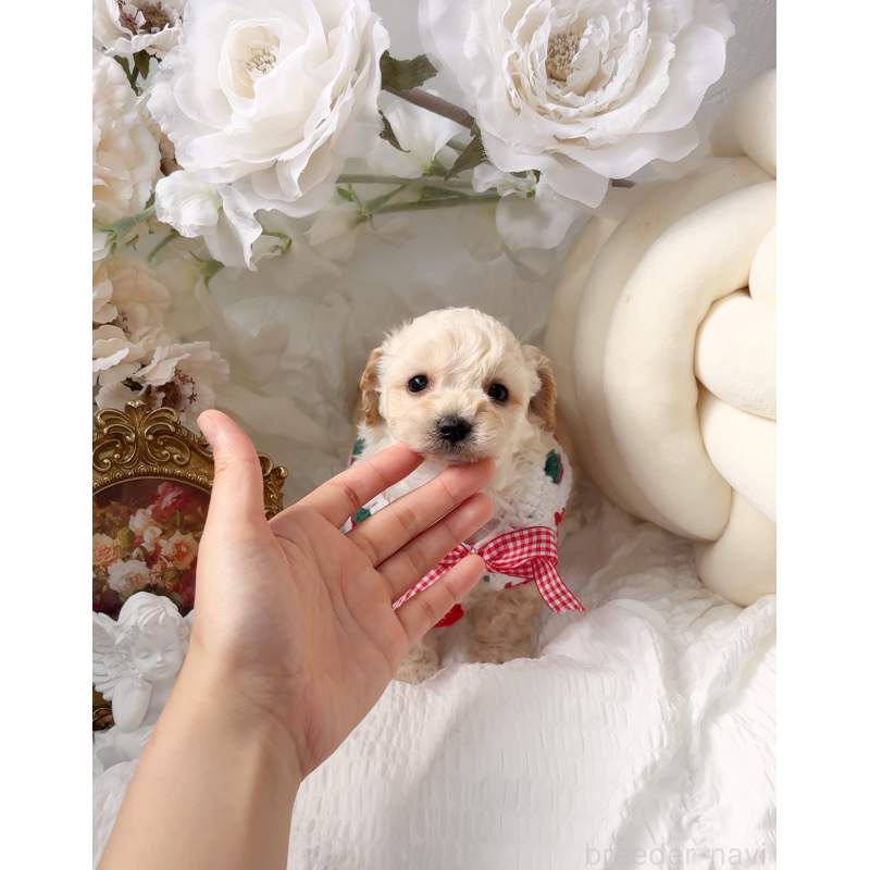 販売中の大阪府のタイニープードル-450606の3枚目