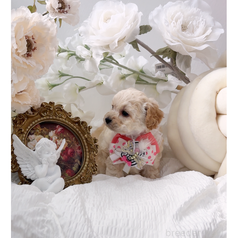 販売中の大阪府のタイニープードル-450606の2枚目