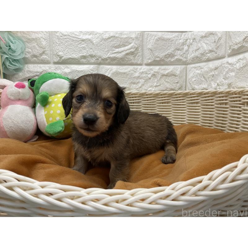 販売中の北海道のミニチュアダックスフンド(ロングヘアード)-450608の3枚目