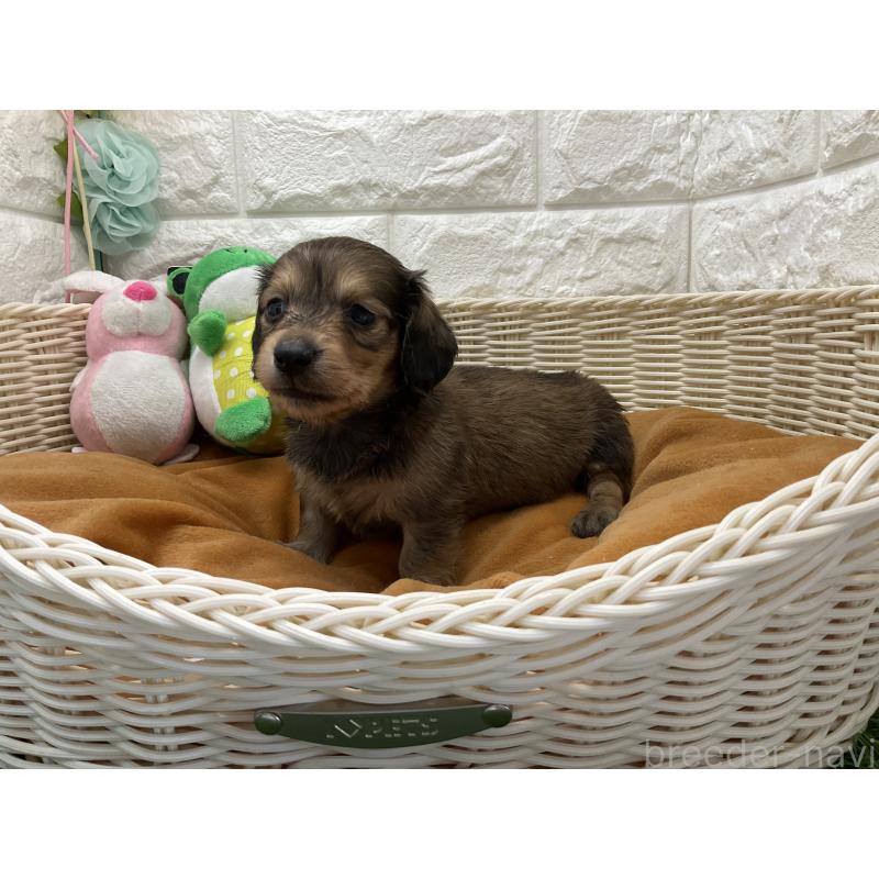 販売中の北海道のミニチュアダックスフンド(ロングヘアード)-450608の2枚目