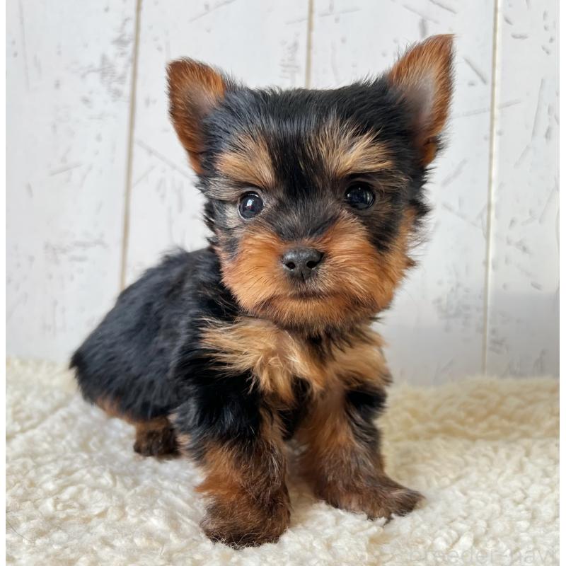 販売中の千葉県のヨークシャーテリア-450609の1枚目