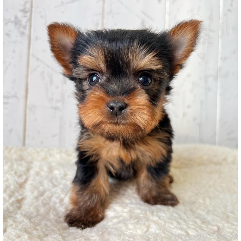 販売中の千葉県のヨークシャーテリア-450609の5枚目