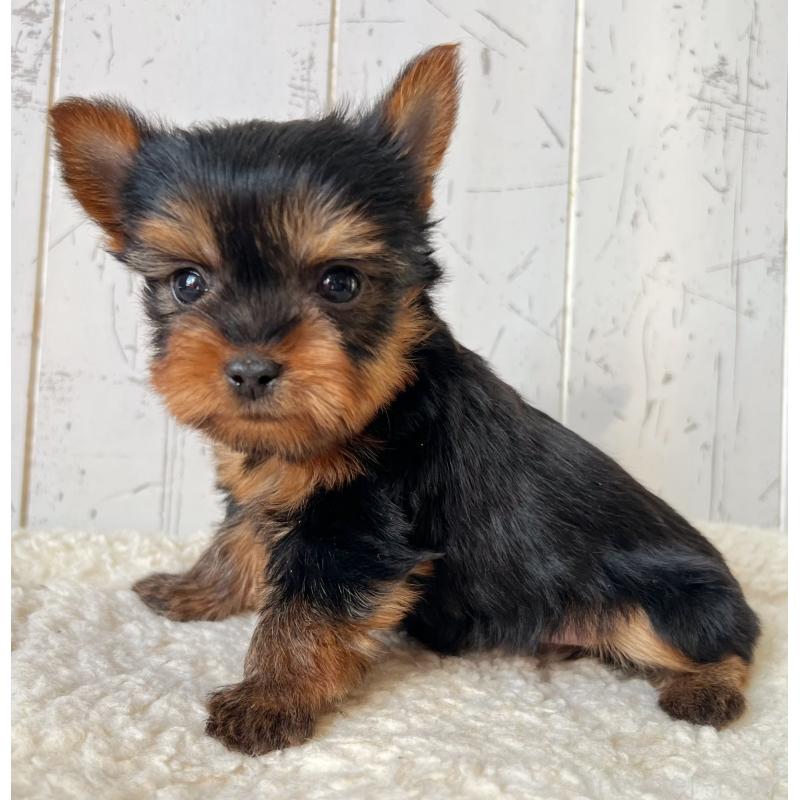 販売中の千葉県のヨークシャーテリア-450609の4枚目