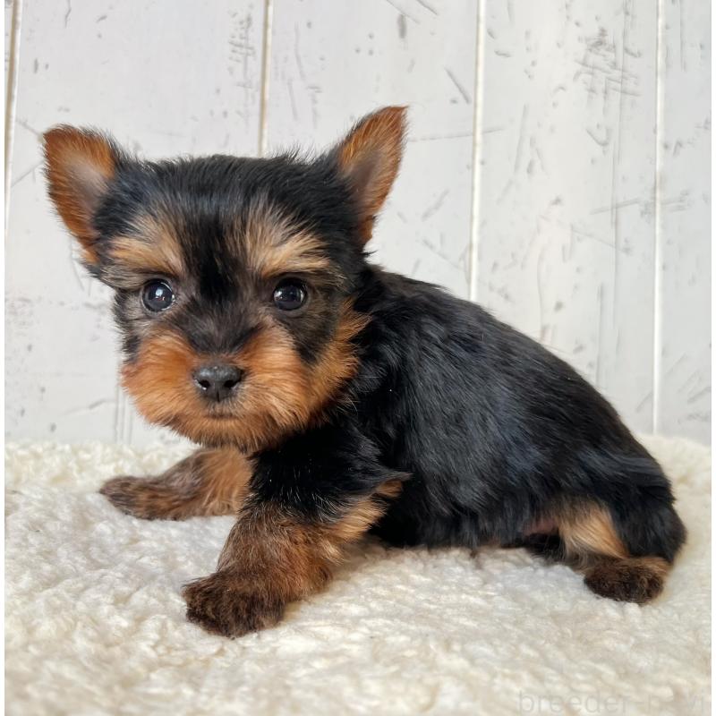 販売中の千葉県のヨークシャーテリア-450609の3枚目