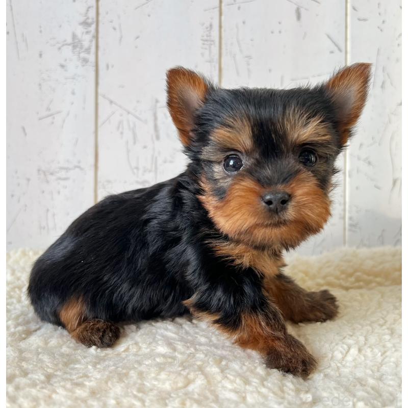 販売中の千葉県のヨークシャーテリア-450609の2枚目