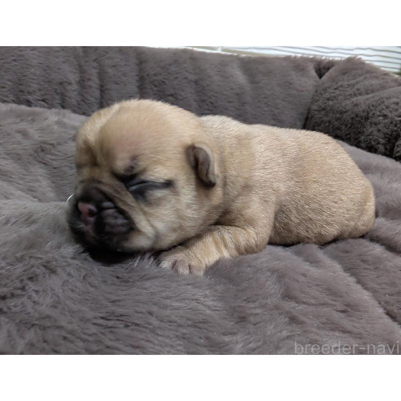 販売中の愛媛県のフレンチブルドッグ-450659の4枚目