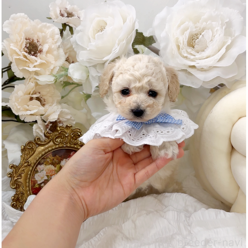 販売中の大阪府のタイニープードル-450610の3枚目