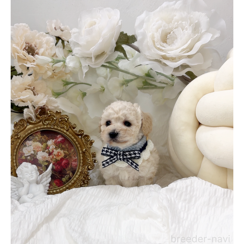 販売中の大阪府のタイニープードル-450610の2枚目