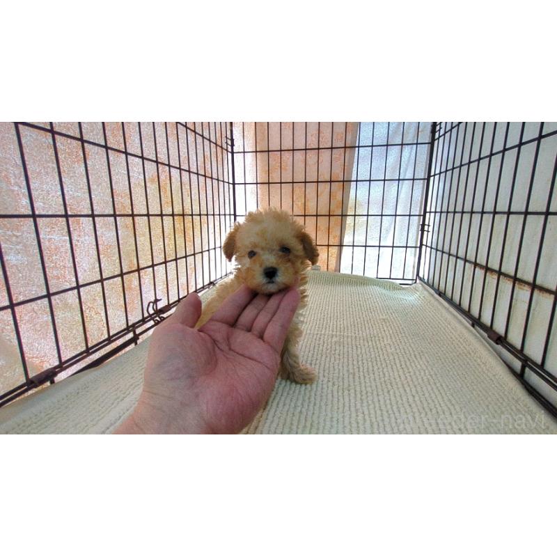 販売中の茨城県のミックス犬-447476