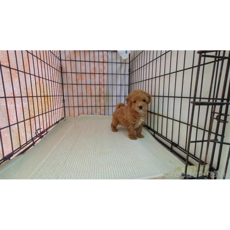 販売中の茨城県のミックス犬-450612