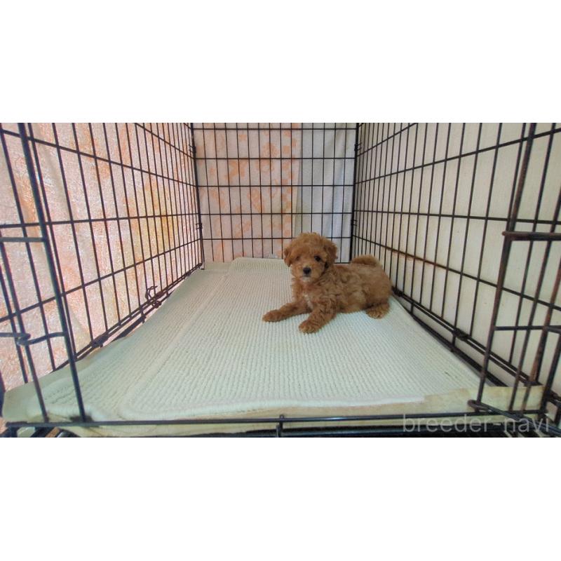 販売中の茨城県のミックス犬-450612の6枚目